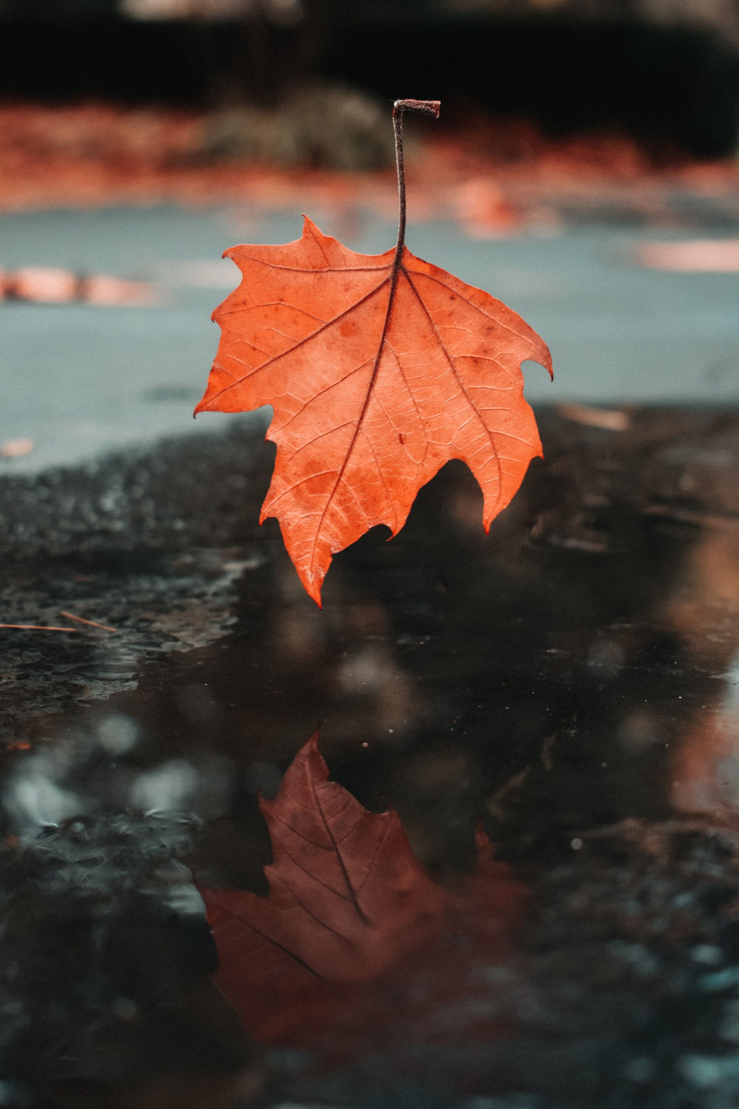 une feuille orange flottant au-dessus d'une flaque d'eau.